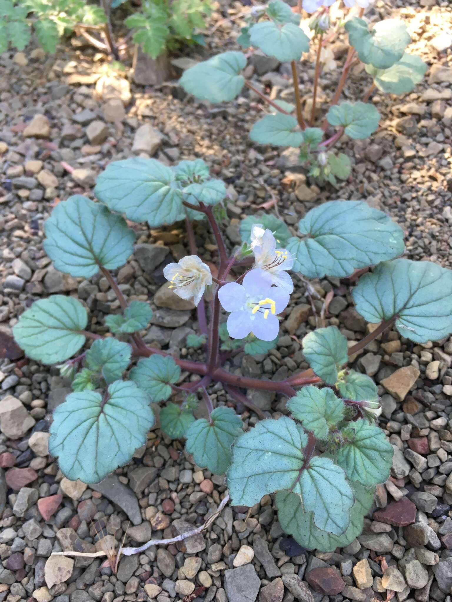 Image of longstalk phacelia