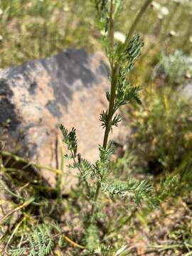 Image of Poteridium occidentale (Nutt. ex Torr. & Gray) Rydb.