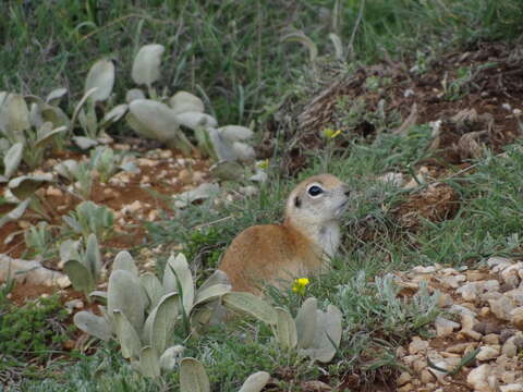 Image of Anatolian ground squirrel