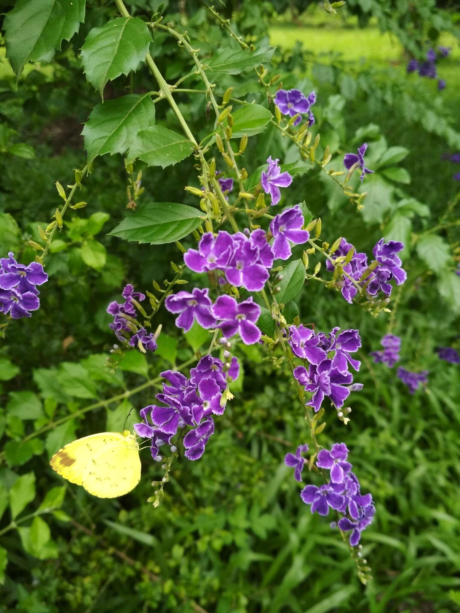 Duranta erecta L. resmi