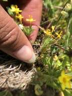 Image of bristly linanthus