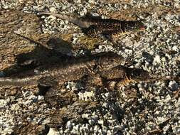 Image of Tropidurus itambere Rodrigues 1987