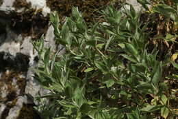 Image of Lomelosia olgae (Albov) J. Soják