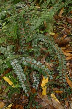 Image of Pellaea rotundifolia (G. Forst.) Hook.