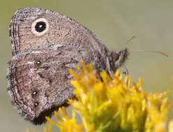 Image of Small Wood Nymph