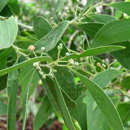 Image of Acacia oraria F. Muell.