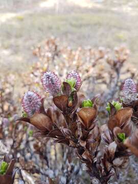 Image of myrtle willow