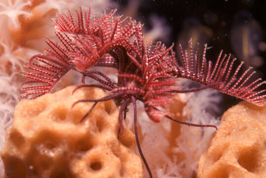 Image of Ptilometridae AH Clark 1914