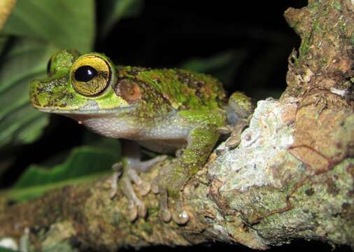 Image of Slender-legged Treefrog