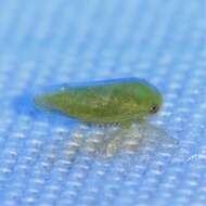 Image of Leafhopper