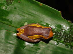 Image of Dendropsophus bifurcus (Andersson 1945)