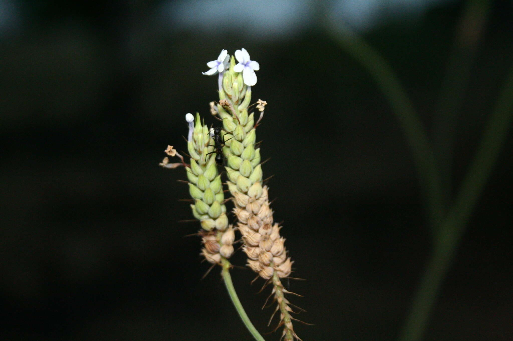 Image of Lavandula bipinnata (Roth) Kuntze