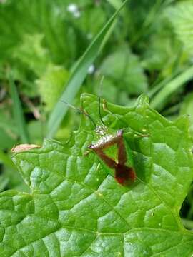 صورة Acanthosoma haemorrhoidale (Linnaeus 1758)