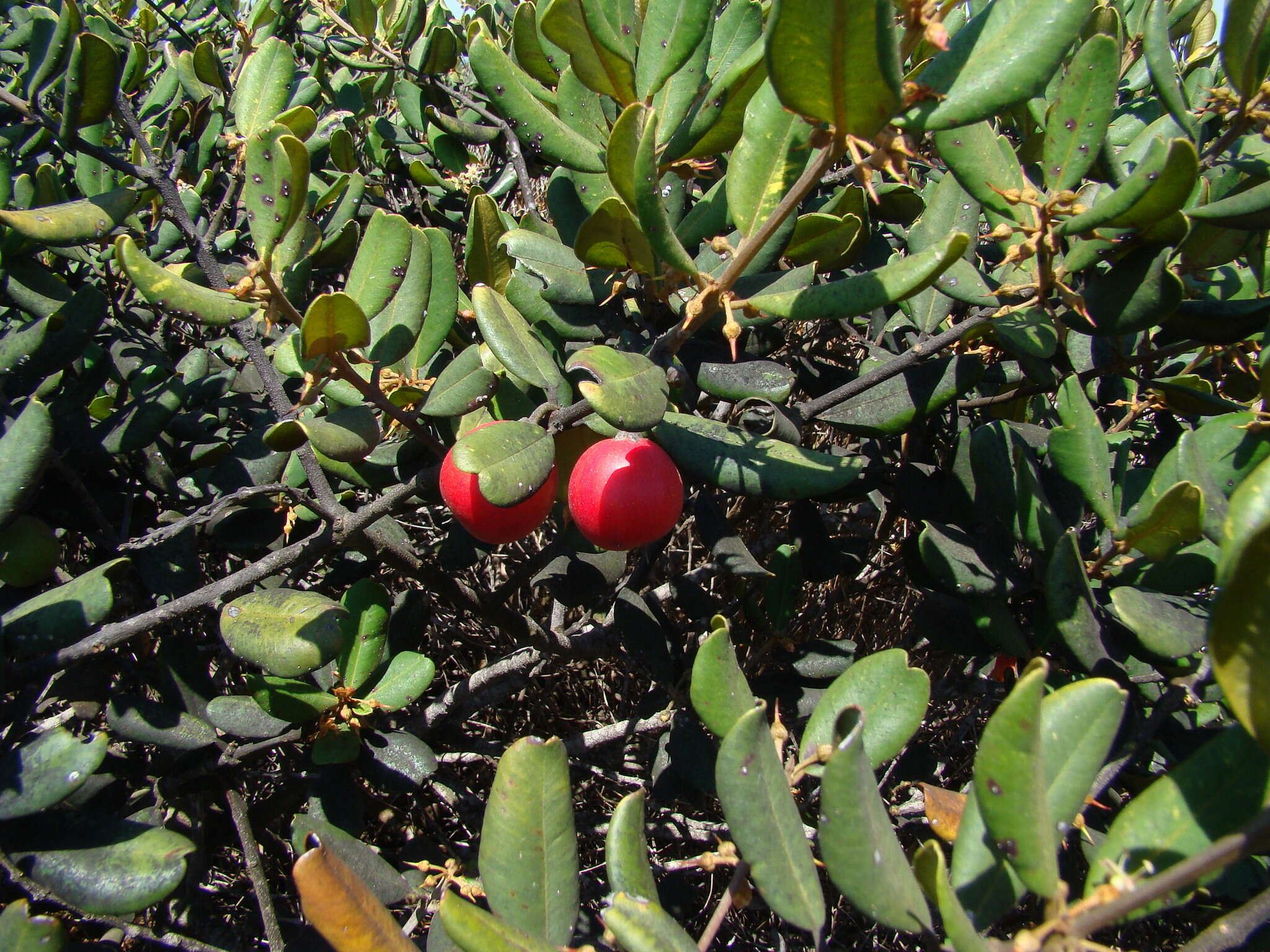 Image of Pouteria valparadisaea (Molina)