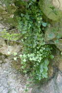 Image of Asplenium flabellifolium Cav.