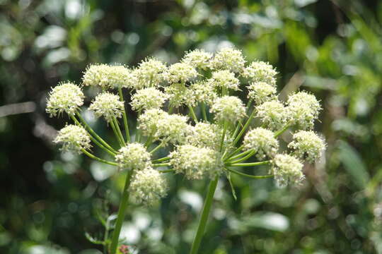 Image of Jakutsk snowparsley