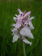 Image de Dactylorhiza maculata subsp. ericetorum (E. F. Linton) P. F. Hunt & Summerh.