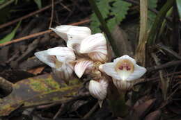 Imagem de Acanthophippium striatum Lindl.