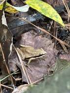 Image of Brimley's Chorus Frog