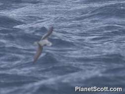 Image of Mottled Petrel