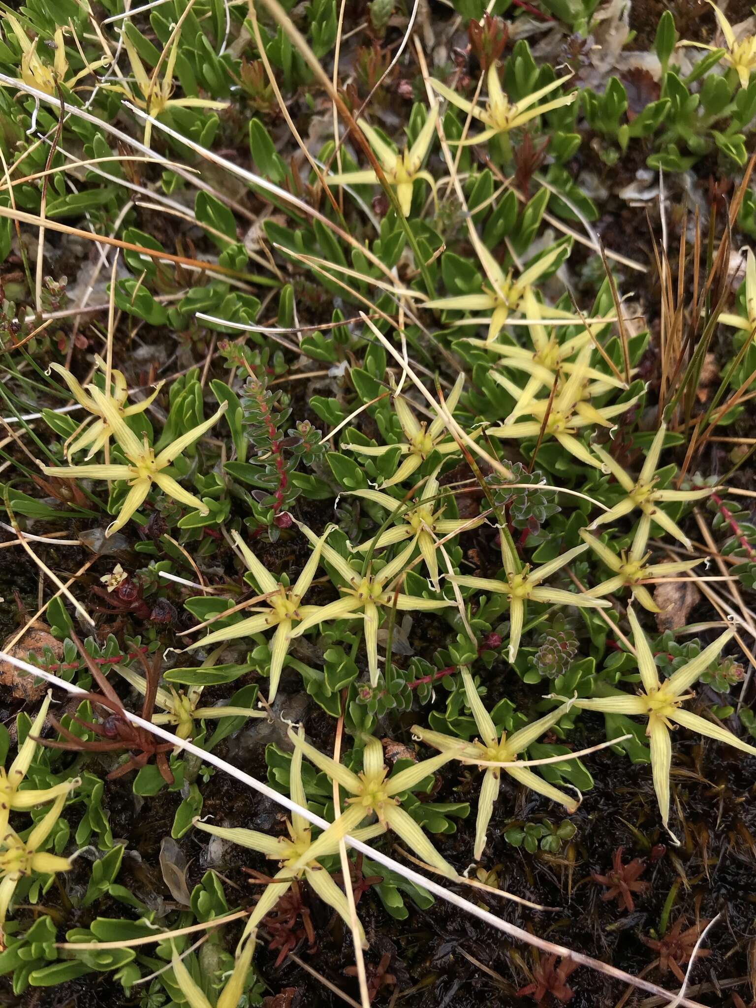 Image of Caltha appendiculata Pers.