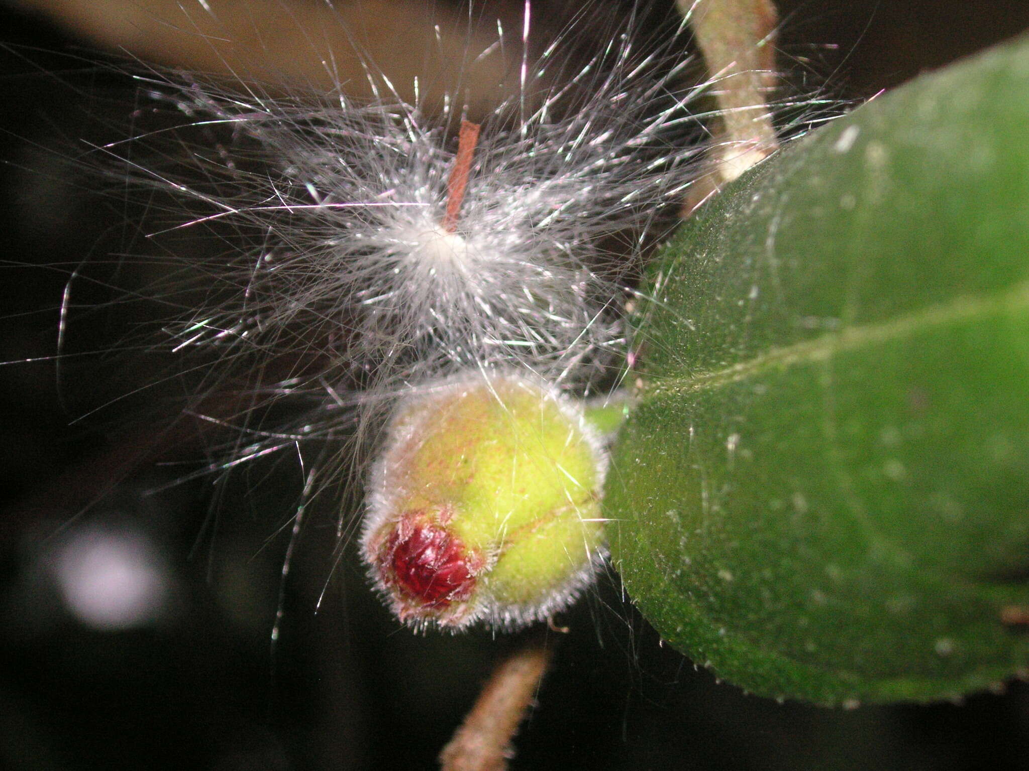 Image of Ficus coronata de Spin