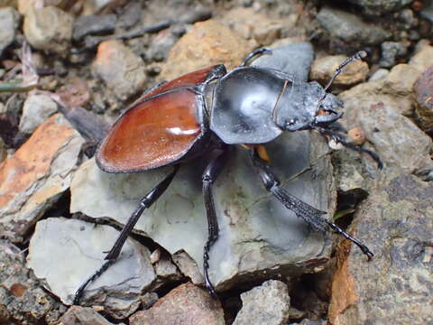 Image of Neolucanus swinhoei Bates 1866