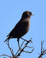 Image of Ant-eating Chat