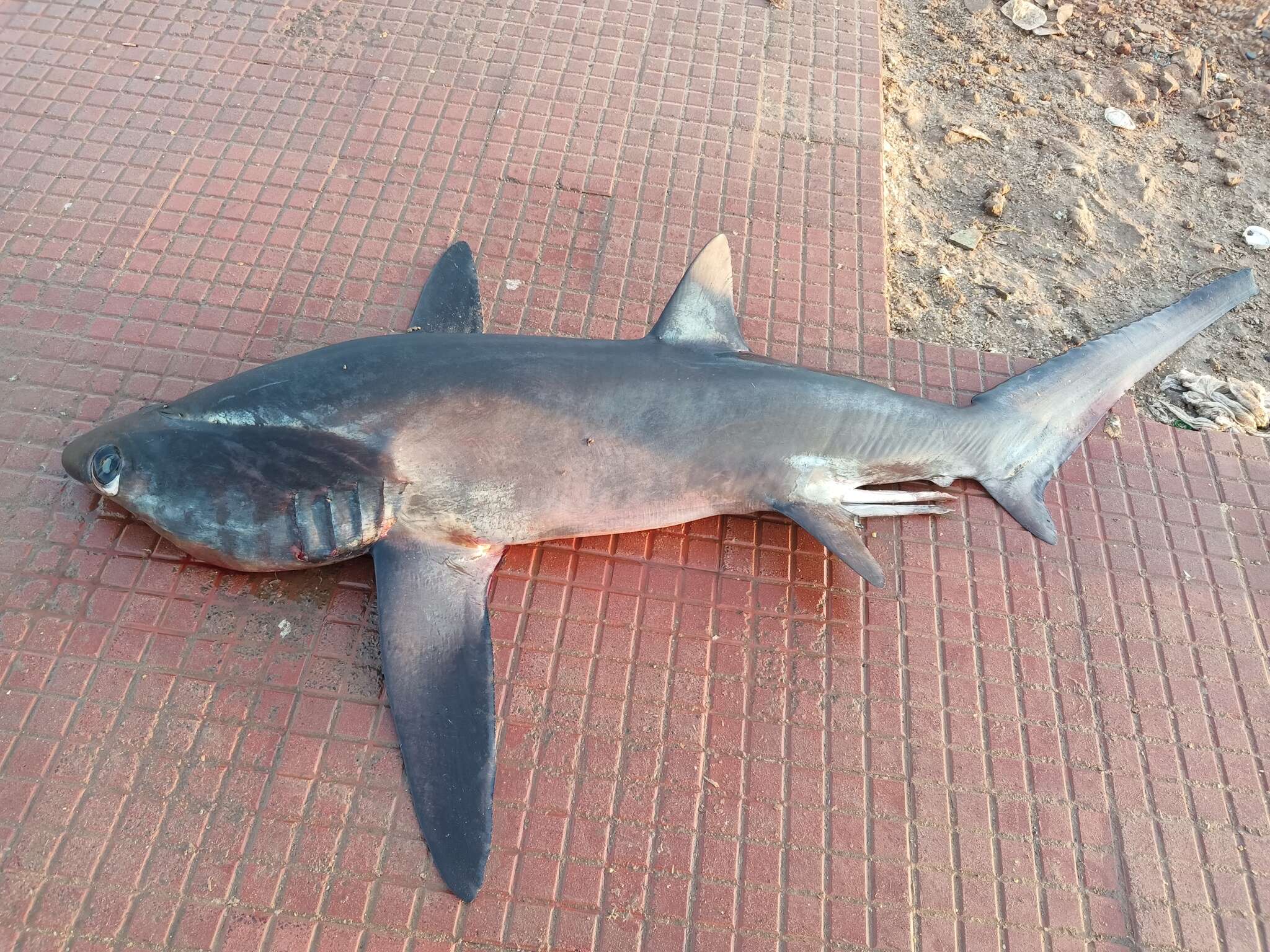 Image of Bigeye Thresher Shark