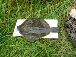 Image of Black Flounder