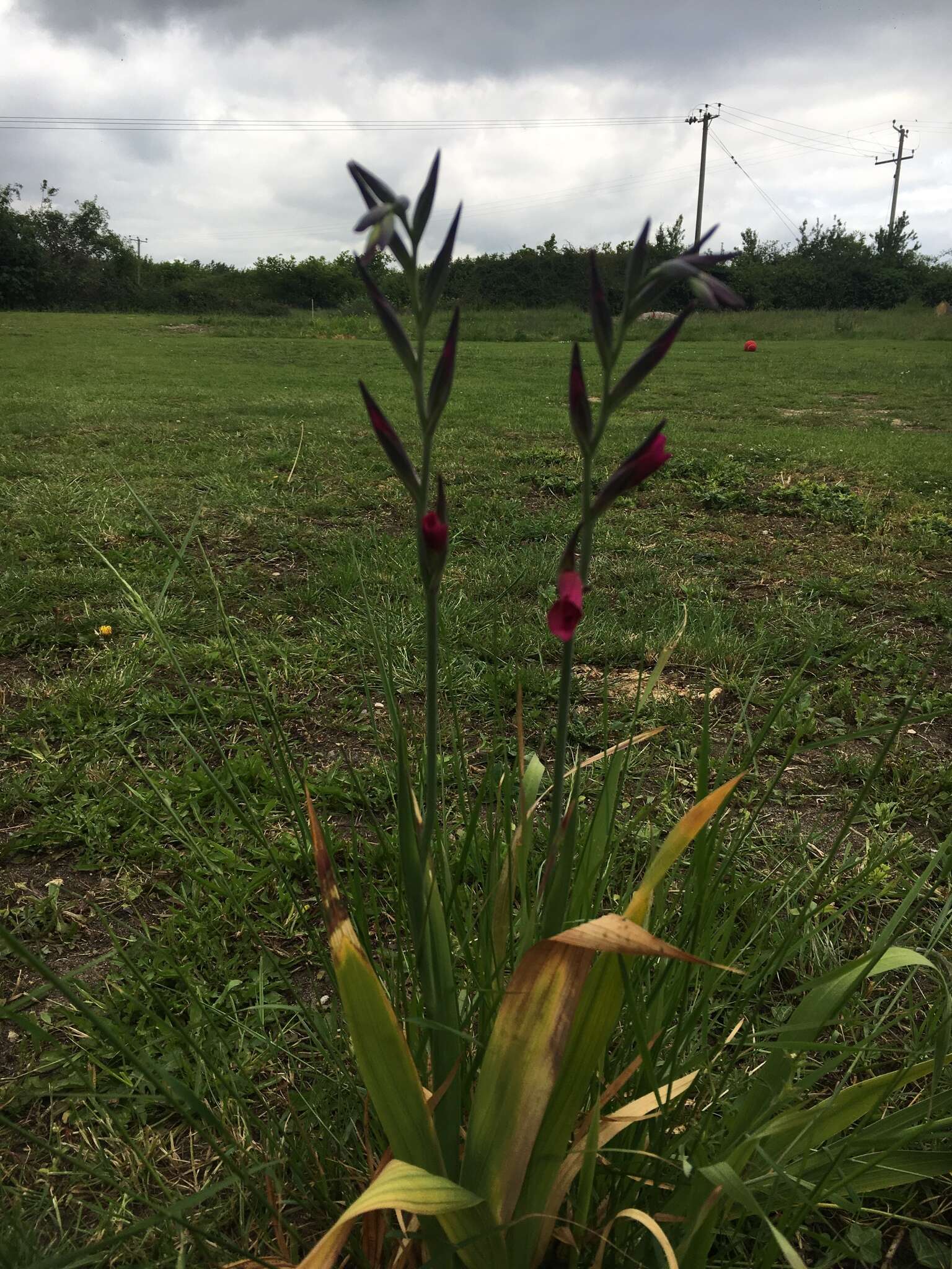 Plancia ëd Gladiolus byzantinus Mill.