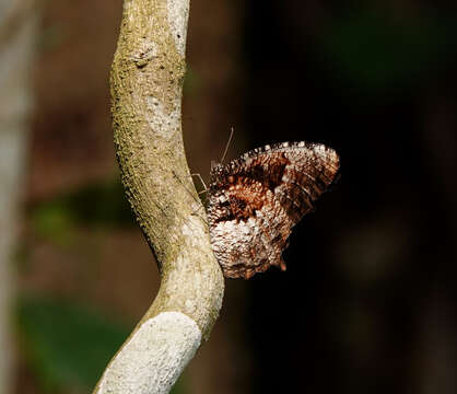 Imagem de Elymnias nesaea Linnaeus 1758