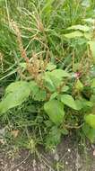 Imagem de Amaranthus viridis L.