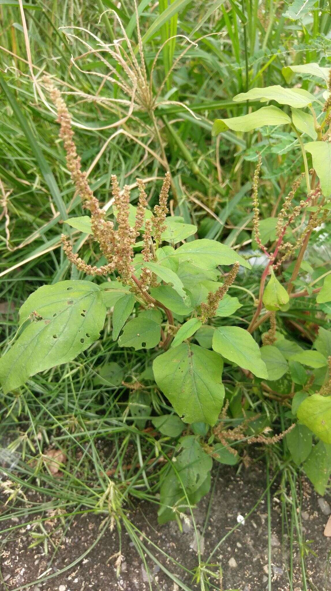 Imagem de Amaranthus viridis L.