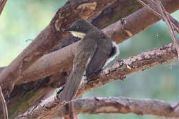 Image of Atimastillas flavicollis flavigula (Cabanis 1880)