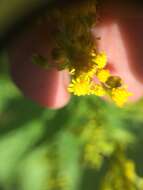 Image of Solidago brendae Semple