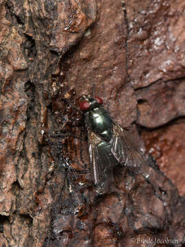 Image of Eudasyphora cyanicolor (Zetterstedt 1845)