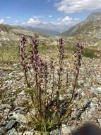 Image of Pedicularis rostratospicata subsp. helvetica (Steininger) O. Schwarz