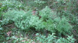 Image of Bedstraw