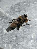 صورة Laphria columbica Walker 1866