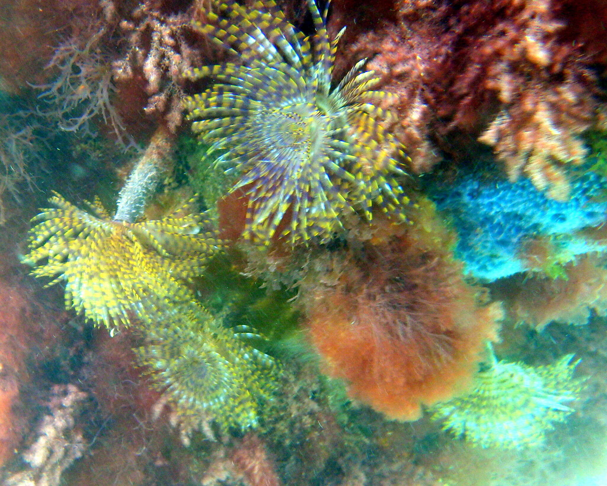 Image of European fan worm