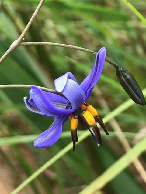 Image of Dianella revoluta var. revoluta