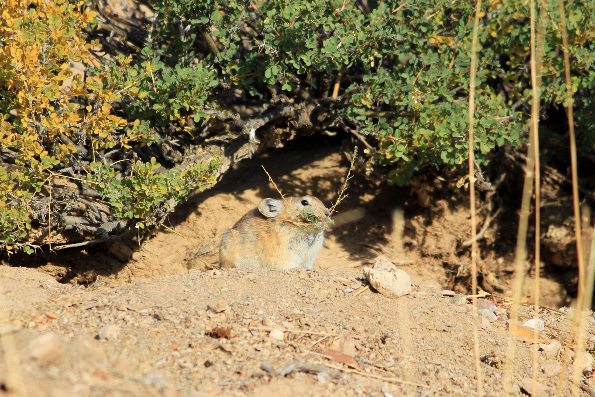 Image of Pallas’s Pika