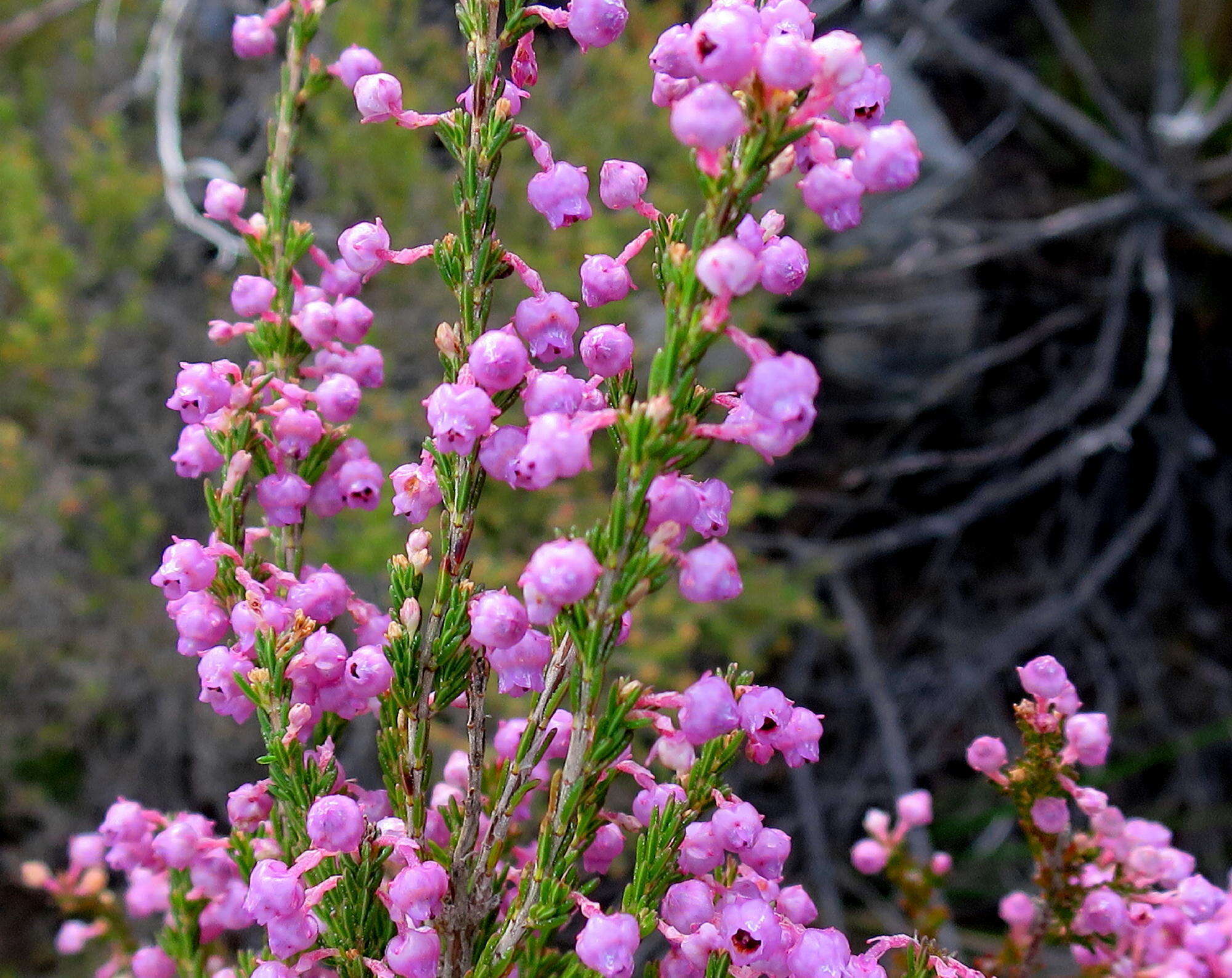 Image of Erica selaginifolia Salisb.