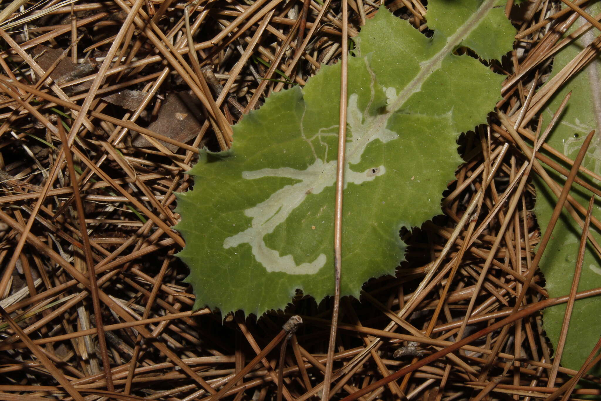 Image of Liriomyza strigata Meigen 1830