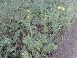 Image of Potentilla longifolia Willd.