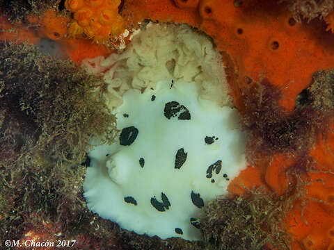 Image of Swiss cow nudibranch