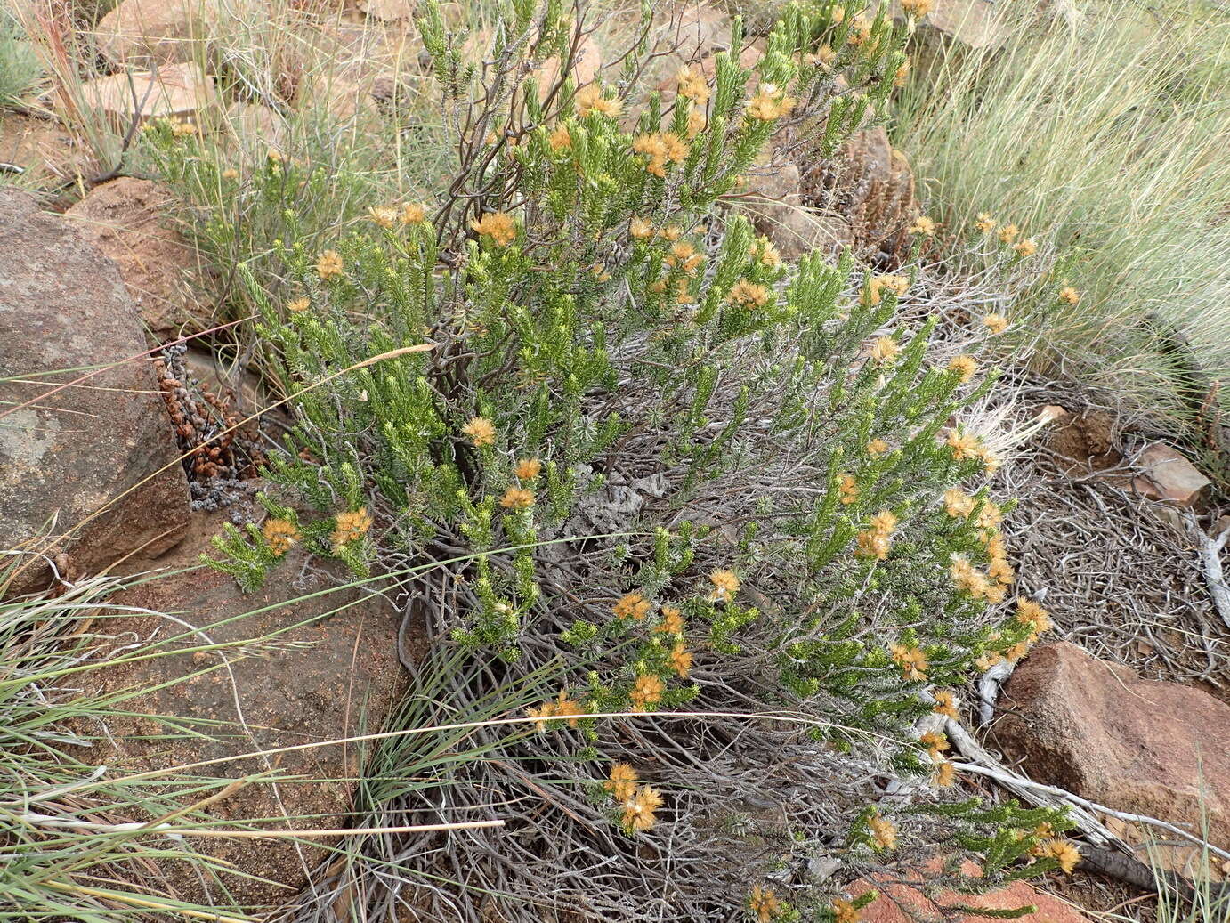 Imagem de Helichrysum hamulosum DC.