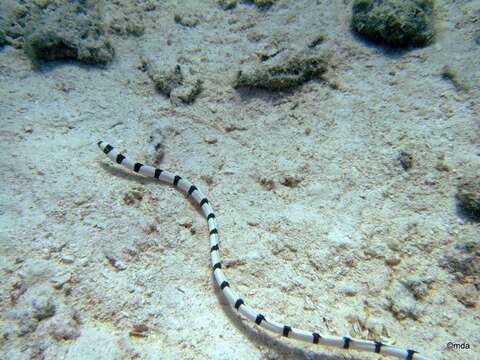 Image of Banded snake eel