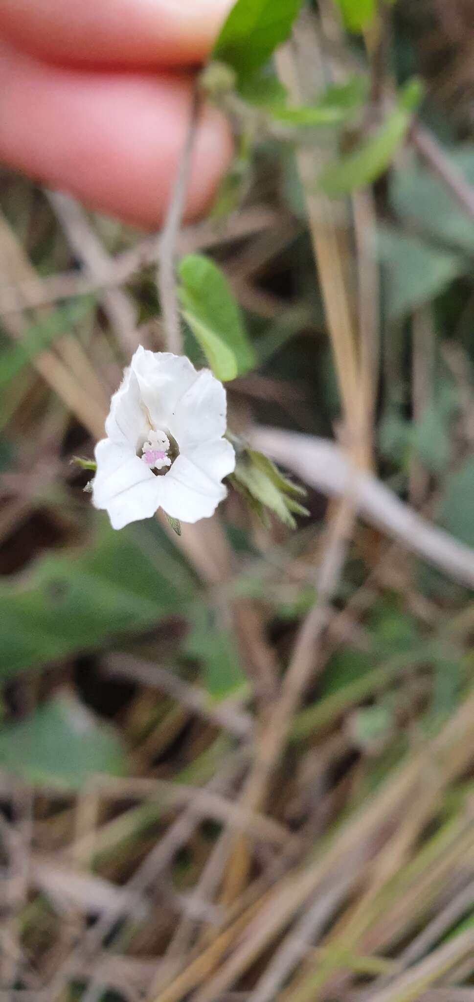 Image of Ipomoea biflora subsp. biflora